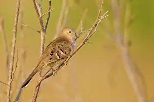 Campestris: Long-tailed Ground Dove