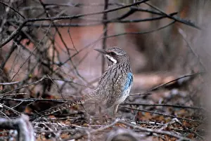 Long-tailed Ground Roller