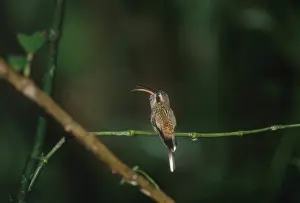 Selva: Long-tailed Hermit Hummingbird