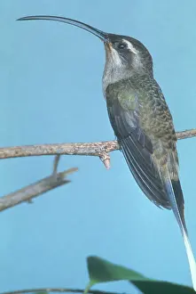 Phaethornis: Long-tailed Hermit Hummingbird