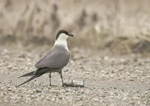 Vole: Long-tailed Jaeger