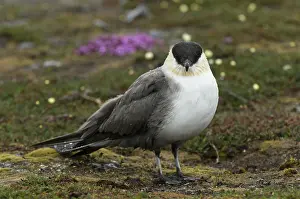 Longicaudus: Long-tailed jaeger