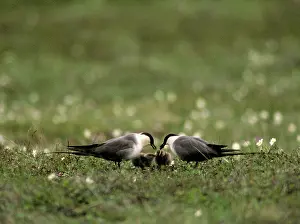 Stercorariidae: Long-tailed Jaeger