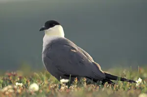 Stercorariidae: Long-tailed Jaeger
