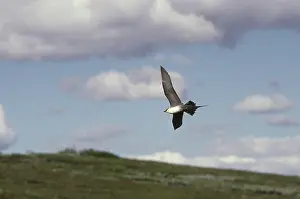 Stercorariidae: Long-tailed Jaeger
