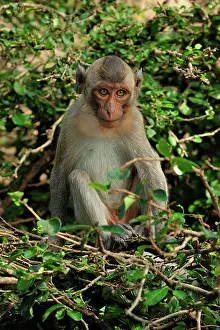 Fascicularis: Long-tailed Macaque
