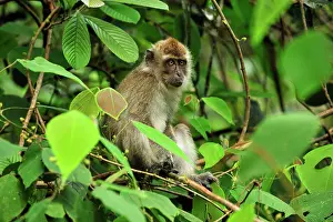 Fascicularis: Long-tailed Macaque / Crab-eating Macaque
