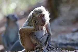 Fascicularis: Long-tailed Macaque/ crab-eating macaque