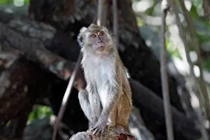 Fascicularis: Long-tailed Macaque/ crab-eating macaque