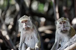 Fascicularis: Long-tailed Macaque/ crab-eating macaque