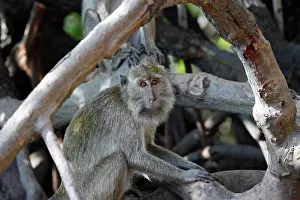 Fascicularis: Long-tailed Macaque/ crab-eating macaque