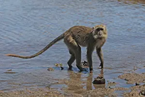 Fascicularis: Long-tailed Macaque/ crab-eating macaque