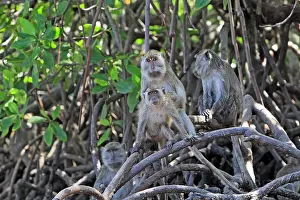 Fascicularis: Long-tailed Macaque/ crab-eating macaque