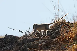 Fascicularis: Long-tailed Macaque/ crab-eating macaque