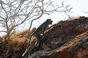 Fascicularis: Long-tailed Macaque/ crab-eating macaque