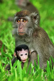 Sarawak: Long-tailed Macaque / Crab-eating Macaque - with