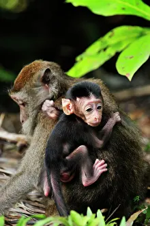 Sarawak: Long-tailed Macaque / Crab-eating Macaque - with