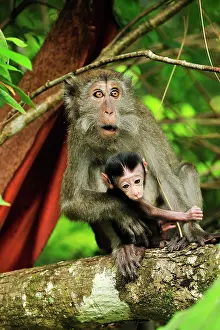 Sarawak: Long-tailed Macaque / Crab-eating Macaque - with