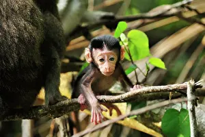 Sarawak: Long-tailed Macaque / Crab-eating Macaque - baby