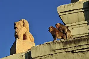 Macaca: Long-tailed Macaque / Crab-eating Macaque - mating