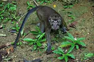 Macaca: Long-tailed Macaque / Crab-eating Macaque Rajah