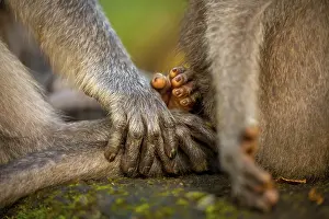 Aerials: Long-tailed macaque (Macaca fascicularis)
