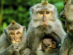 Aerials: Long-tailed macaque (Macaca fascicularis)