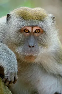 Macaca: Long-tailed macaque (Macaca fascicularis), animal