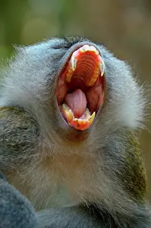 Snout: Long-tailed macaque (Macaca fascicularis), animal