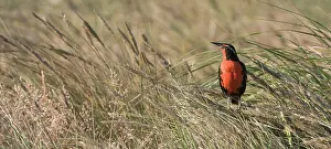 Sturnella: Long-tailed Meadowlark