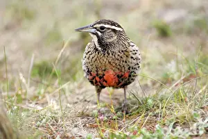 Sturnella: Long-tailed Meadowlark - Female