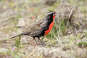 Sturnella: Long-tailed Meadowlark - Male