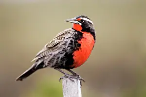 Sturnella: Long-tailed Meadowlark - Male