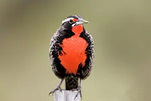 Sturnella: Long-tailed Meadowlark - Male