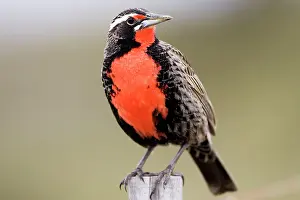 Sturnella: Long-tailed Meadowlark - Male
