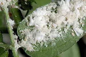 Pseudococcus: Long-tailed mealybug infestation