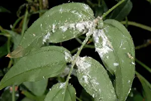 Pseudococcus: Long-tailed mealybug infestation
