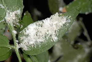 Pseudococcus: Long-tailed mealybug infestation