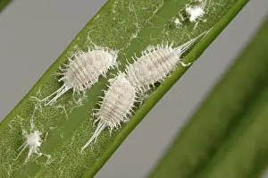 Frond: Long-tailed mealybugs on palm