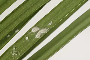 Frond: Long-tailed mealybugs on palm