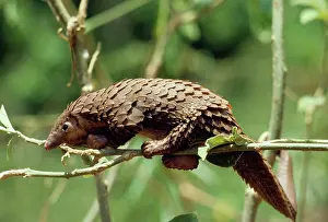 Manis: Long-tailed Pangolin