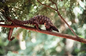 Balancing: LONG TAILED PANGOLIN