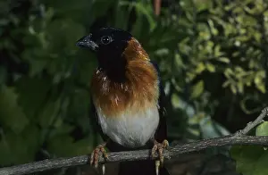 Cagebird: Long-tailed Paradise Whydah