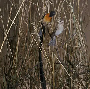 Cagebird: Long-tailed Paradise Whydah's couple