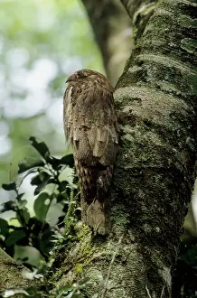 Aethereus: Long Tailed Potoo