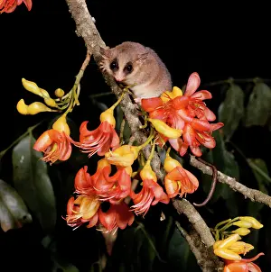 Possum: Long-tailed Pygmy Possum