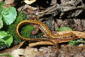 Longtail: Long-tailed Salamander