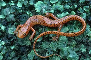 Longtail: Long-tailed Salamander