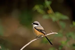 Shrikes: Long-tailed Shrike