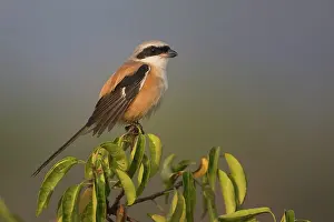 Shrikes: Long-tailed Shrike